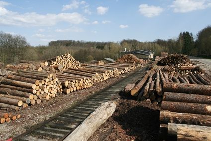 Lumber harvest